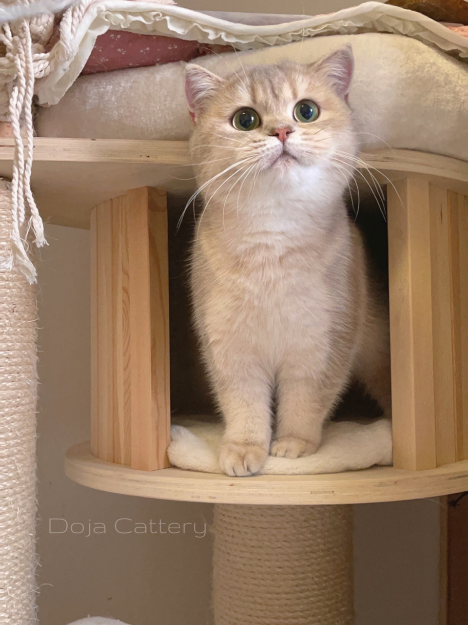 蓝金渐层|温柔的莫兰迪色系 作为猫舍主理人,我个人是非常喜欢蓝金