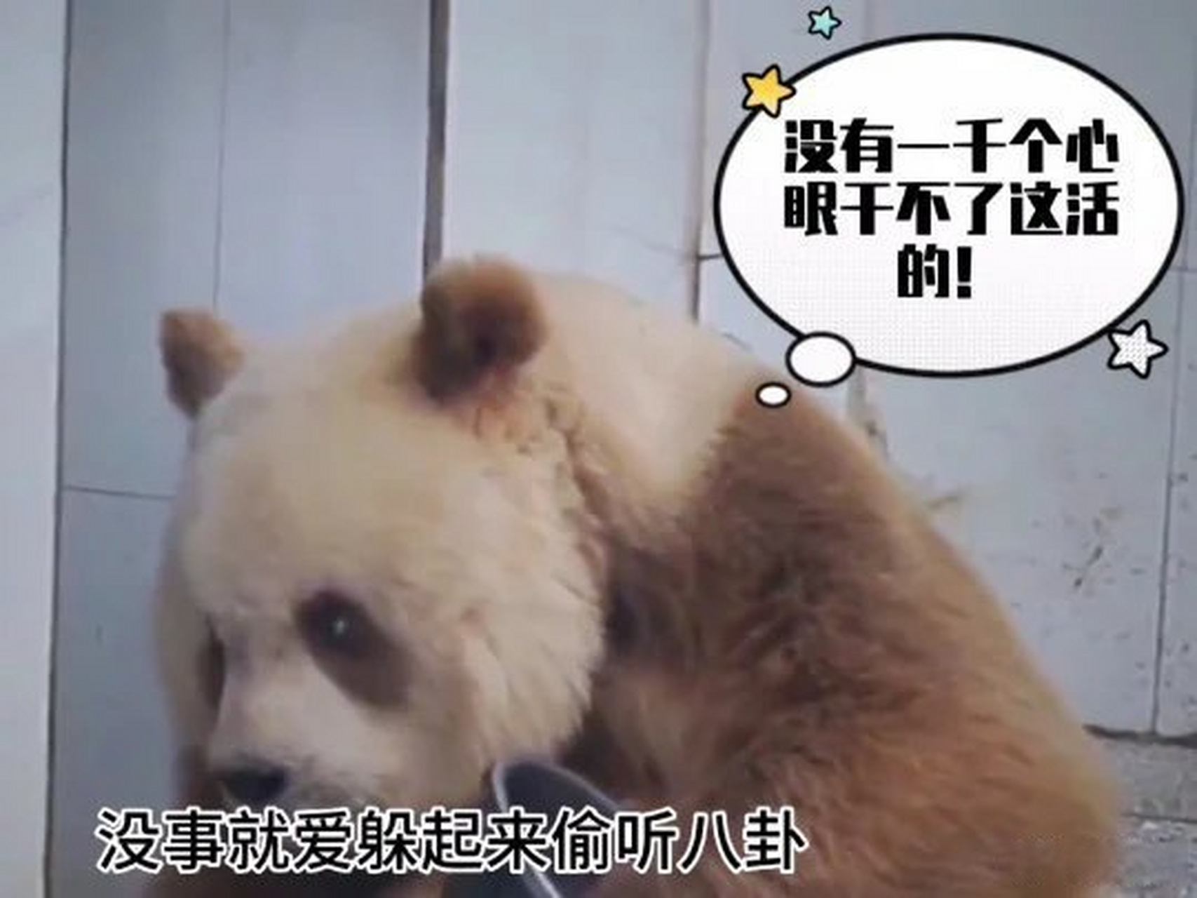 动物看世界的笔记 景点前方发来报道  大熊猫七仔  大熊猫  七仔咬