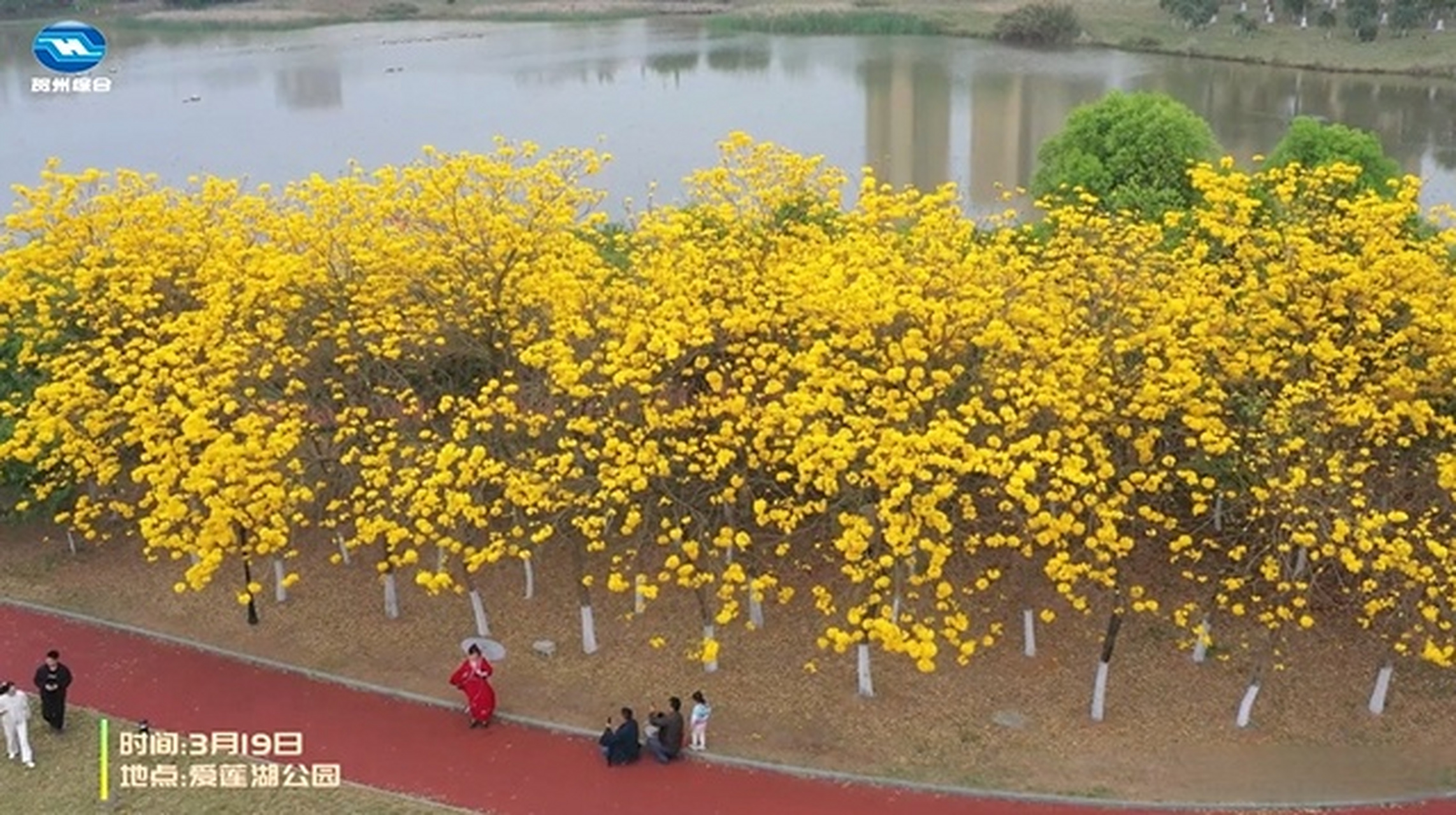 多花黄花风铃木价格
