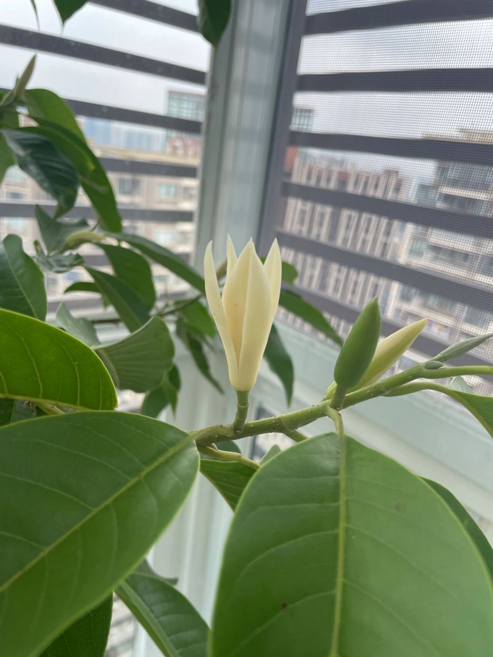 自家种植 黄果兰 自产自销90 家里阳台种棵黄果兰,简直太香了!