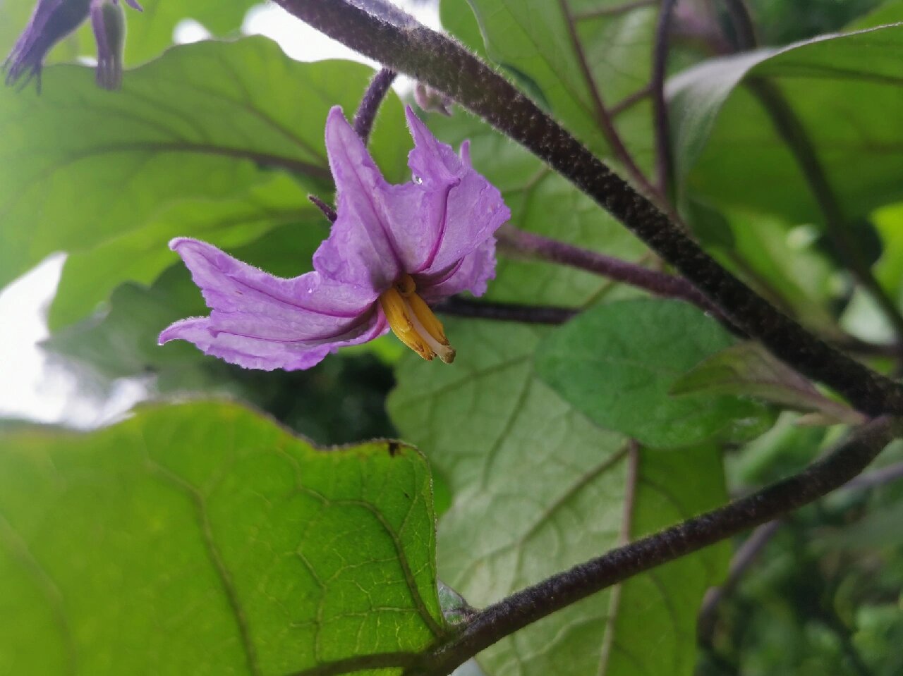 茄子花