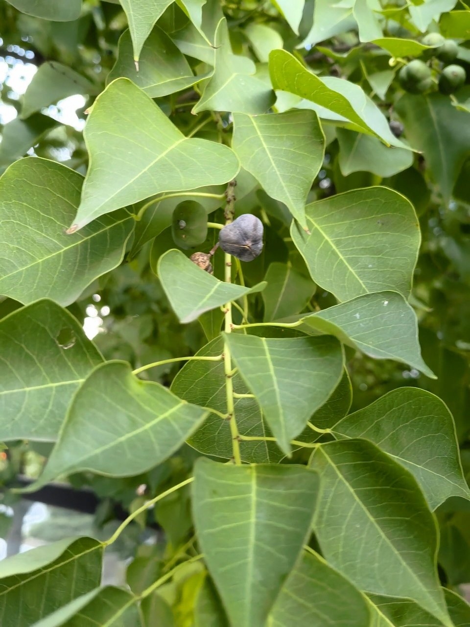 香樟树果实 这个果实挺坚硬的,小巧可爱,剥开白色外衣,有淡淡的中药