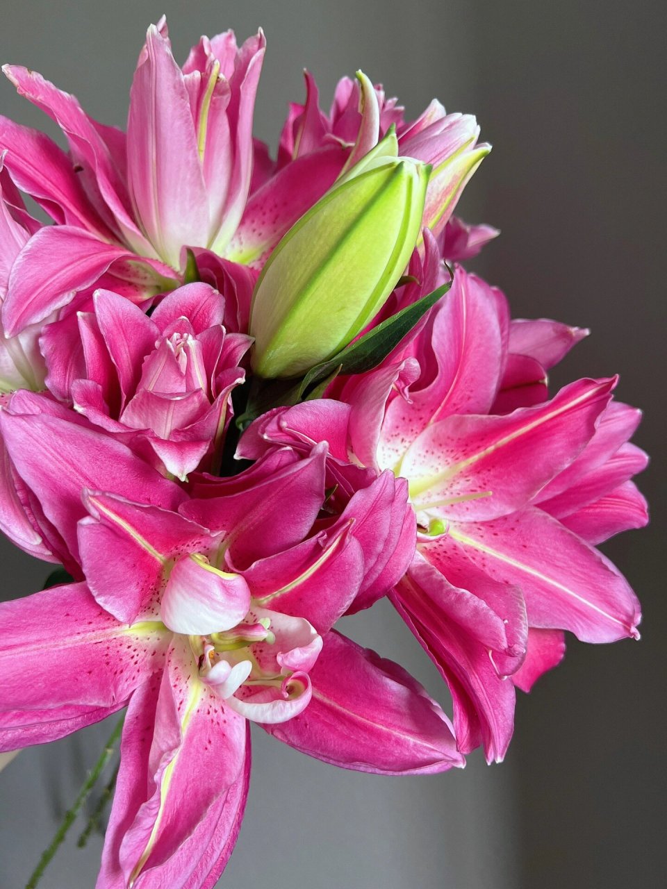 重瓣百合 紫莲花 卖家写的特福 品种应该是紫莲花