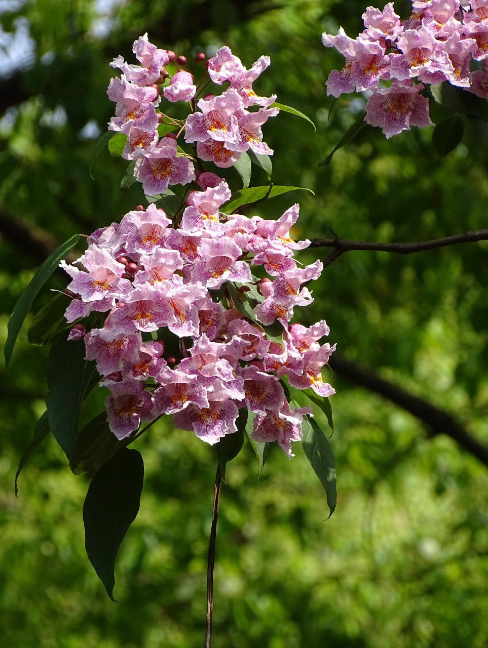 吴山东岳庙"楸树"开花啦!