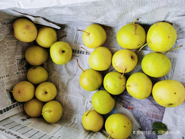 北京大兴有名梨花村梨树上百年梨甘甜多汁太好吃了