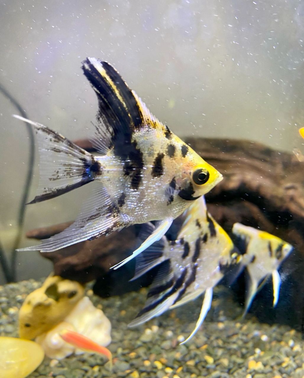 2022年2月27日新买的熊猫神仙鱼和七彩鱼  熊猫🐼神仙鱼的外衣带