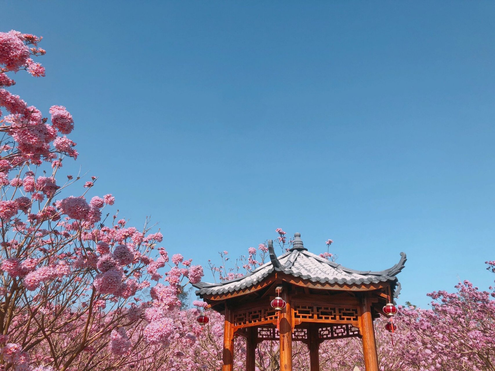 新会绿美生态园紫花风铃木盛花期到了 门票48