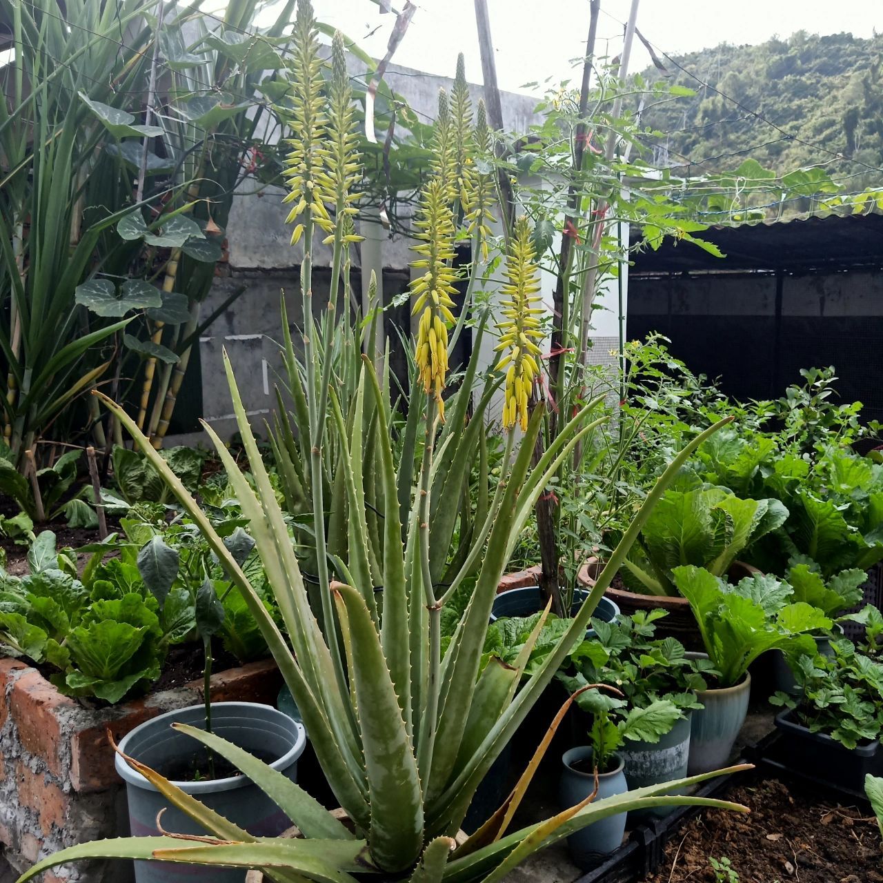 库拉索芦荟 库拉索芦荟开花也不怎么样,没什么稀奇的.