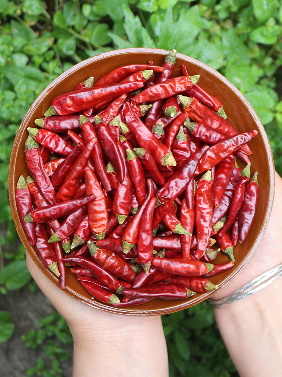 四川省特产 - 新店七星椒 威远新店七星椒始于明末清初(1600～1700年)