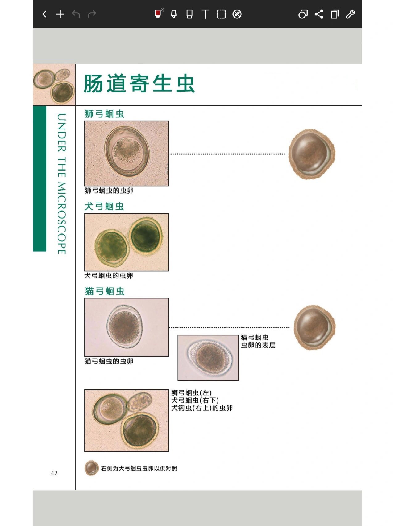 弓形虫多大图片