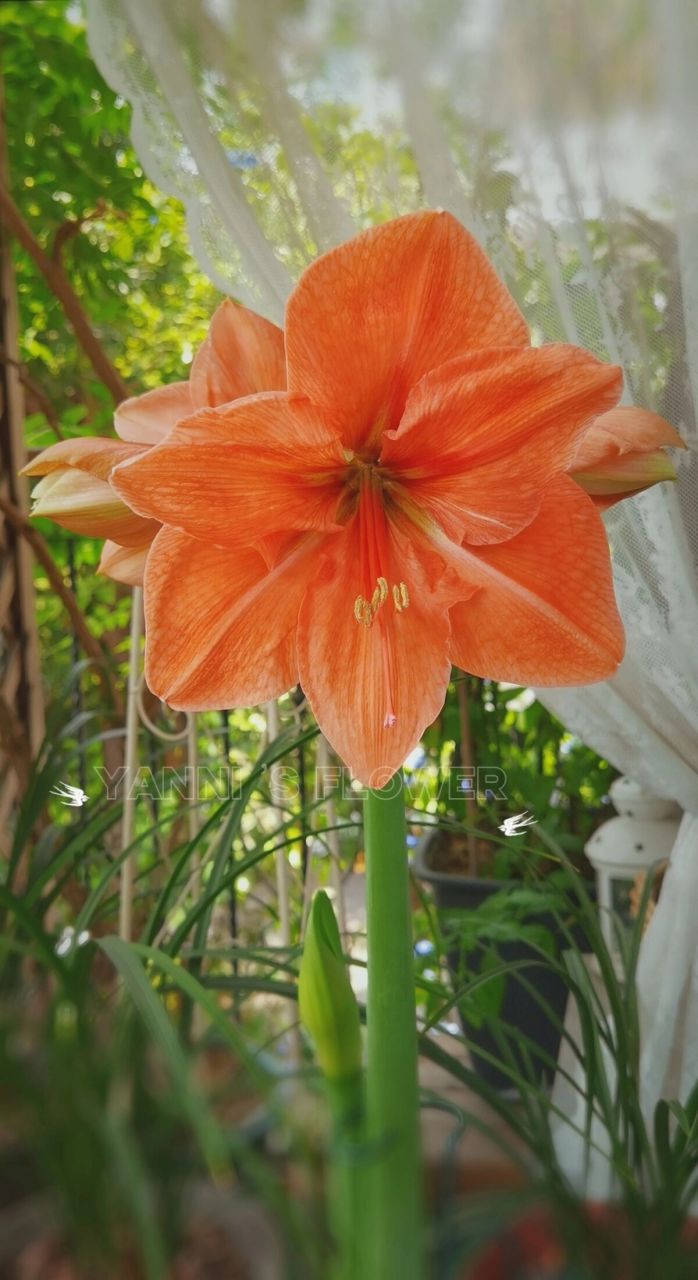 朱顶红雷诺娜明媚的橙色系 雷诺娜开了,橙色系真的是好明媚,好好看呀