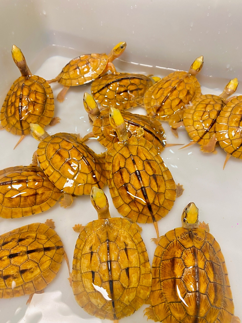 传统的海南金钱龟,金碧辉煌的感觉#金钱龟