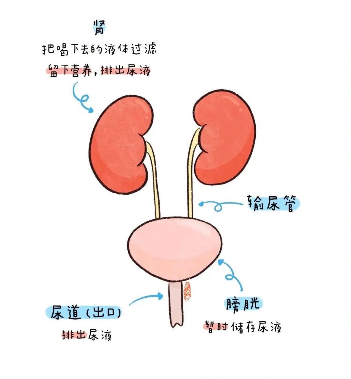 膀胱 膀胱就像一个"小尿壶" 可以储存大约 400~500毫升的尿液 当膀胱