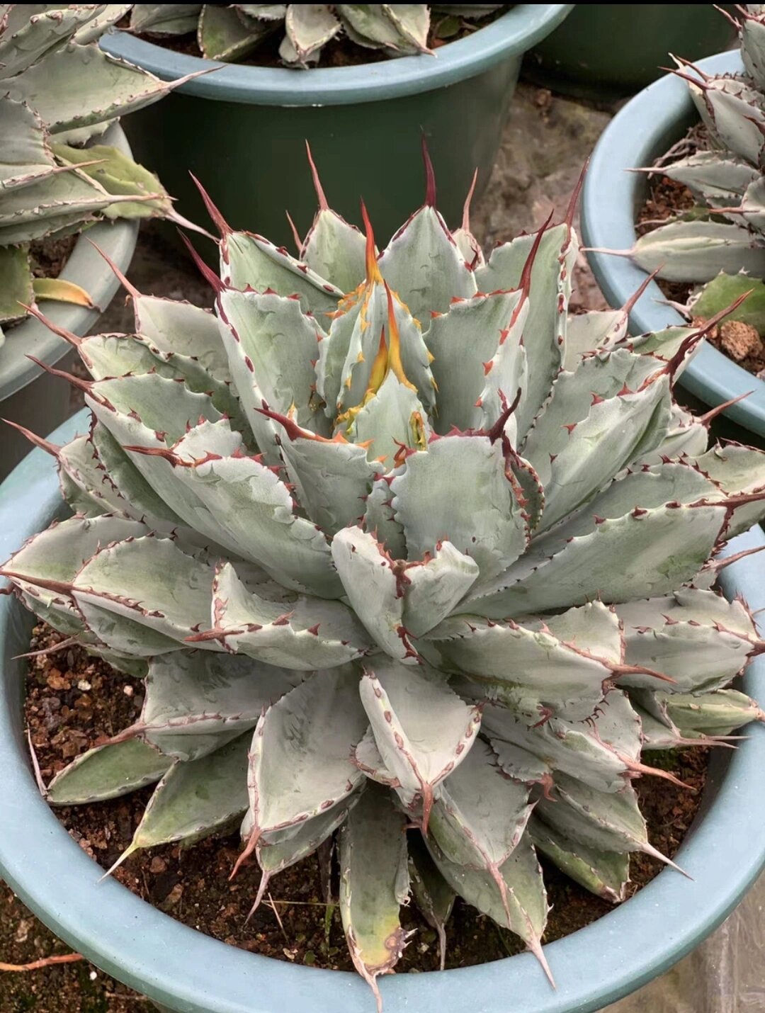 龙舌兰新手推荐8--贝壳龙   第八期新手推荐,贝壳龙,品种:中型 20cm成