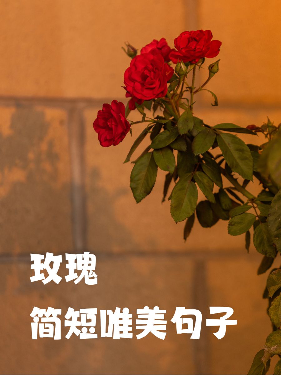 花落莫想醉的动态