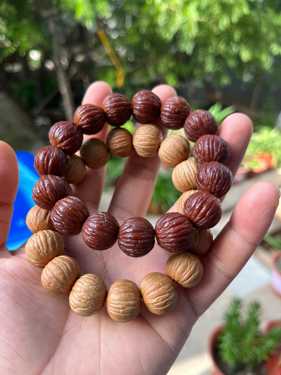 猴头核桃原产地 在洛阳洛宁县有个官庄塬,这里从1993年就开始种植猴头