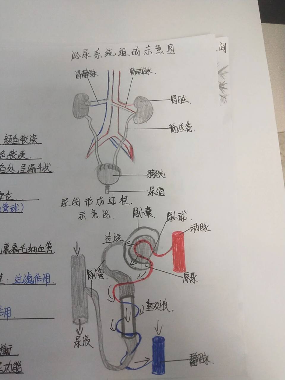 七下生物泌尿系统思维导图