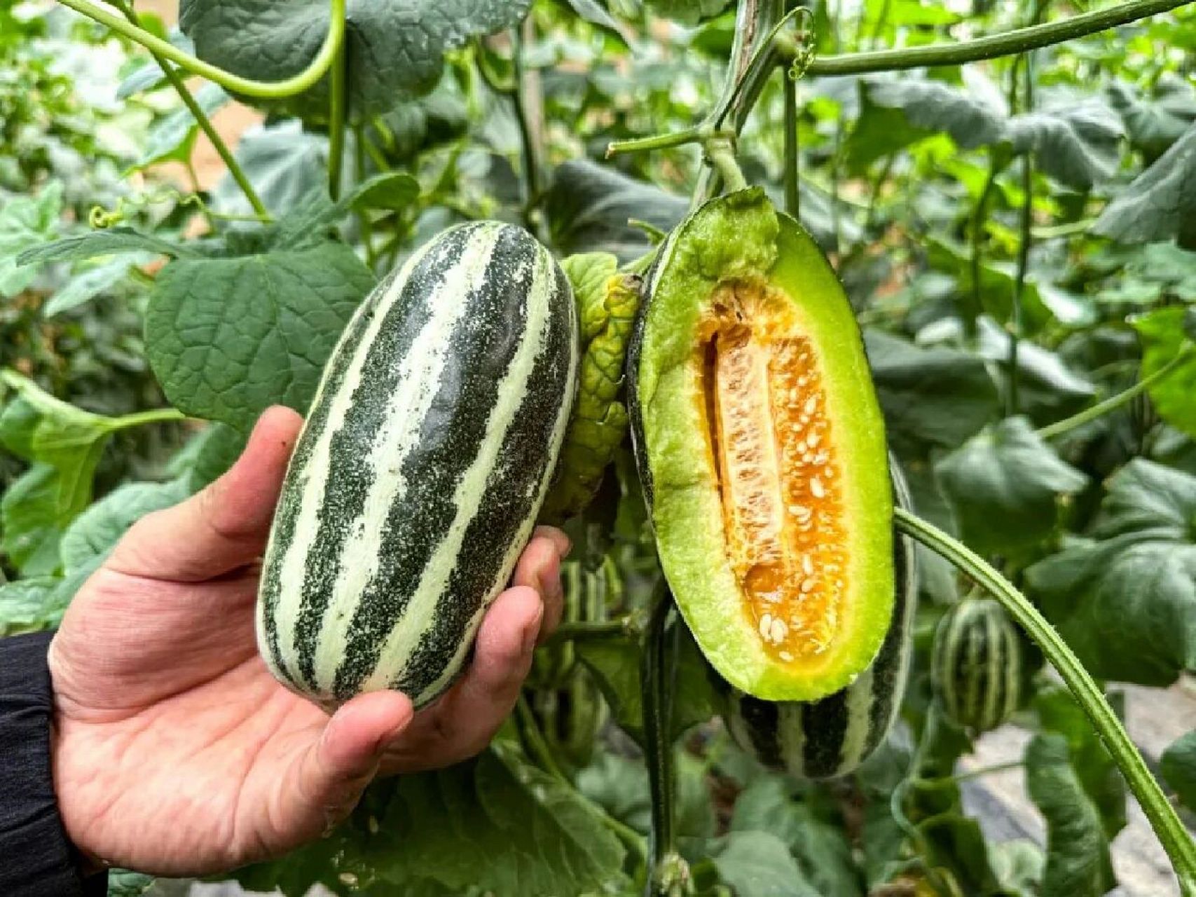 春天的第一口瓜 春季水果|山东博洋9号甜瓜 99产地:山东聊城 77