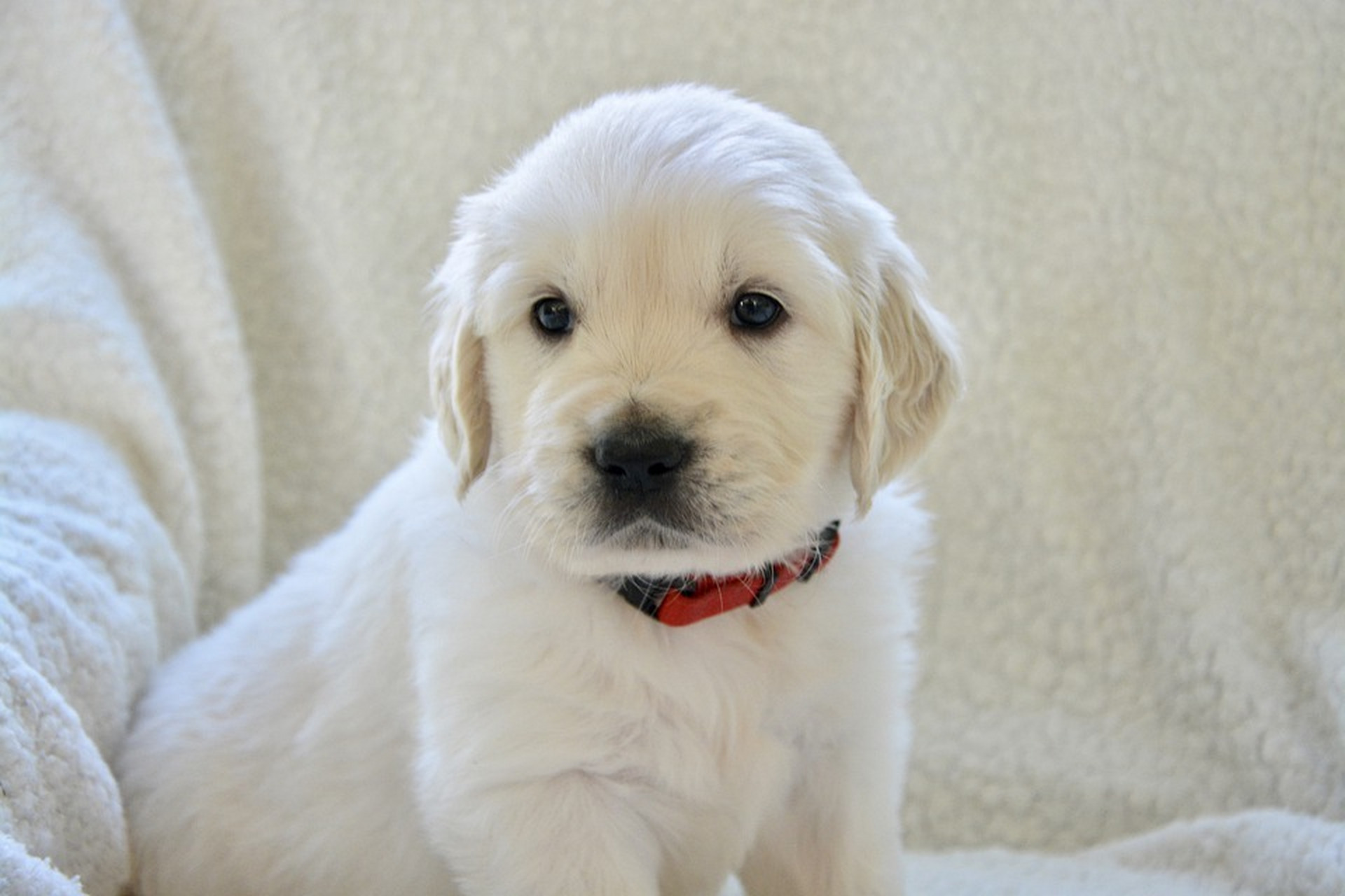 一只小白色狗狗,睡觉的姿势太可爱了.#动物趣图