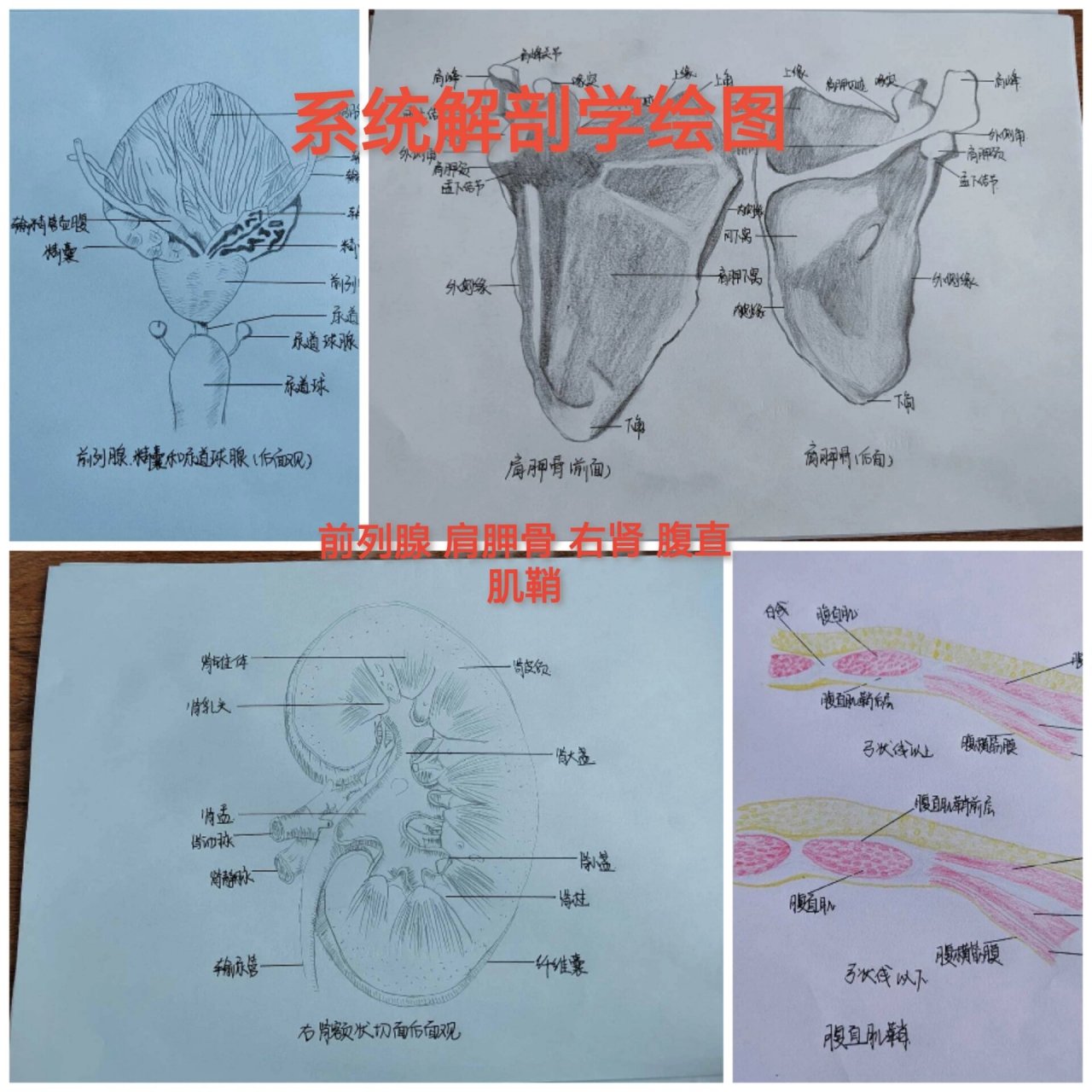 系统解剖学绘图 系统解剖学绘图 p2前列腺精囊和尿道球现(后面观) p3