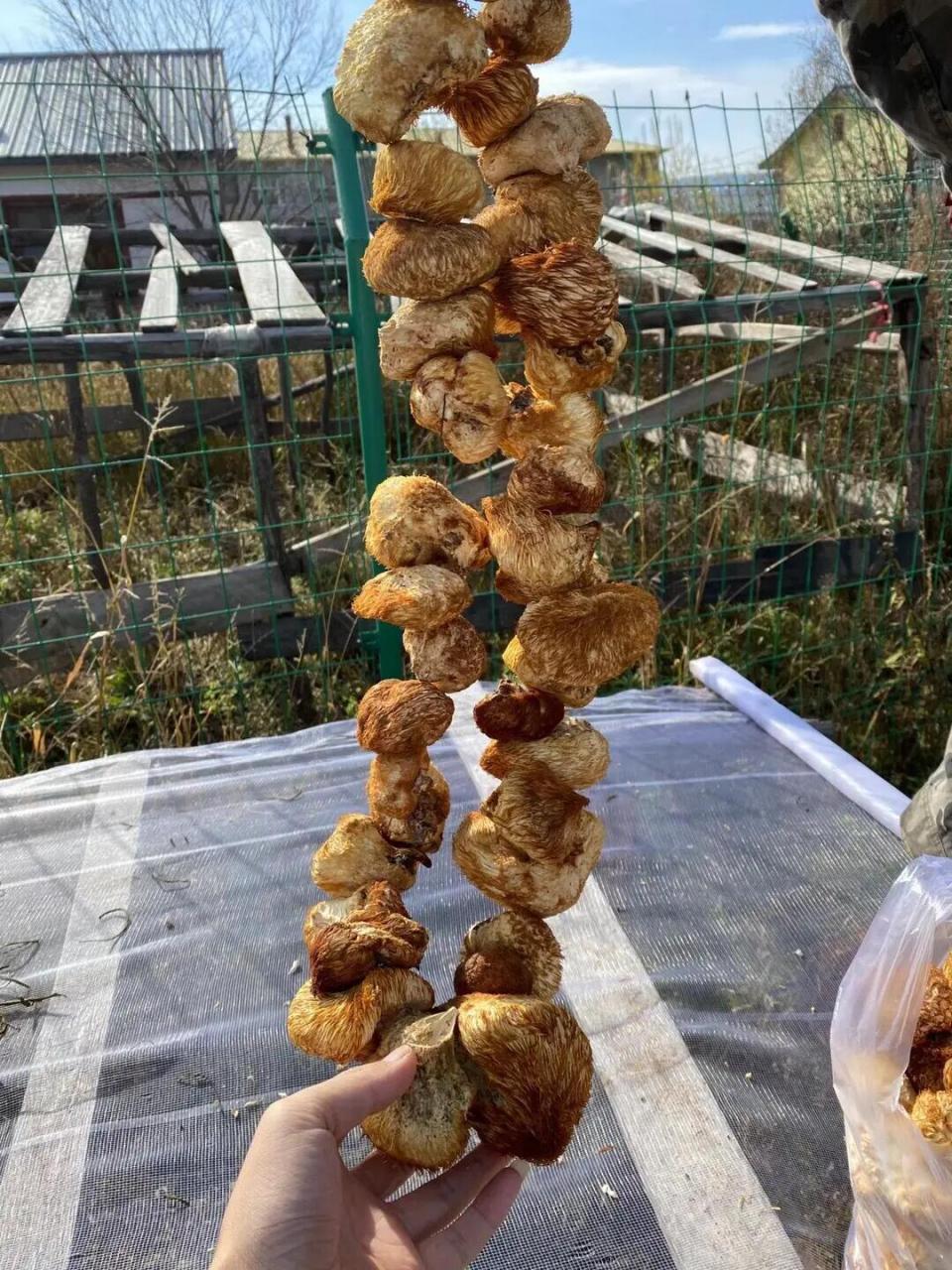 猴头与鱼翅,熊掌,燕窝并誉为四大名菜. 猴头菇性平,味甘.