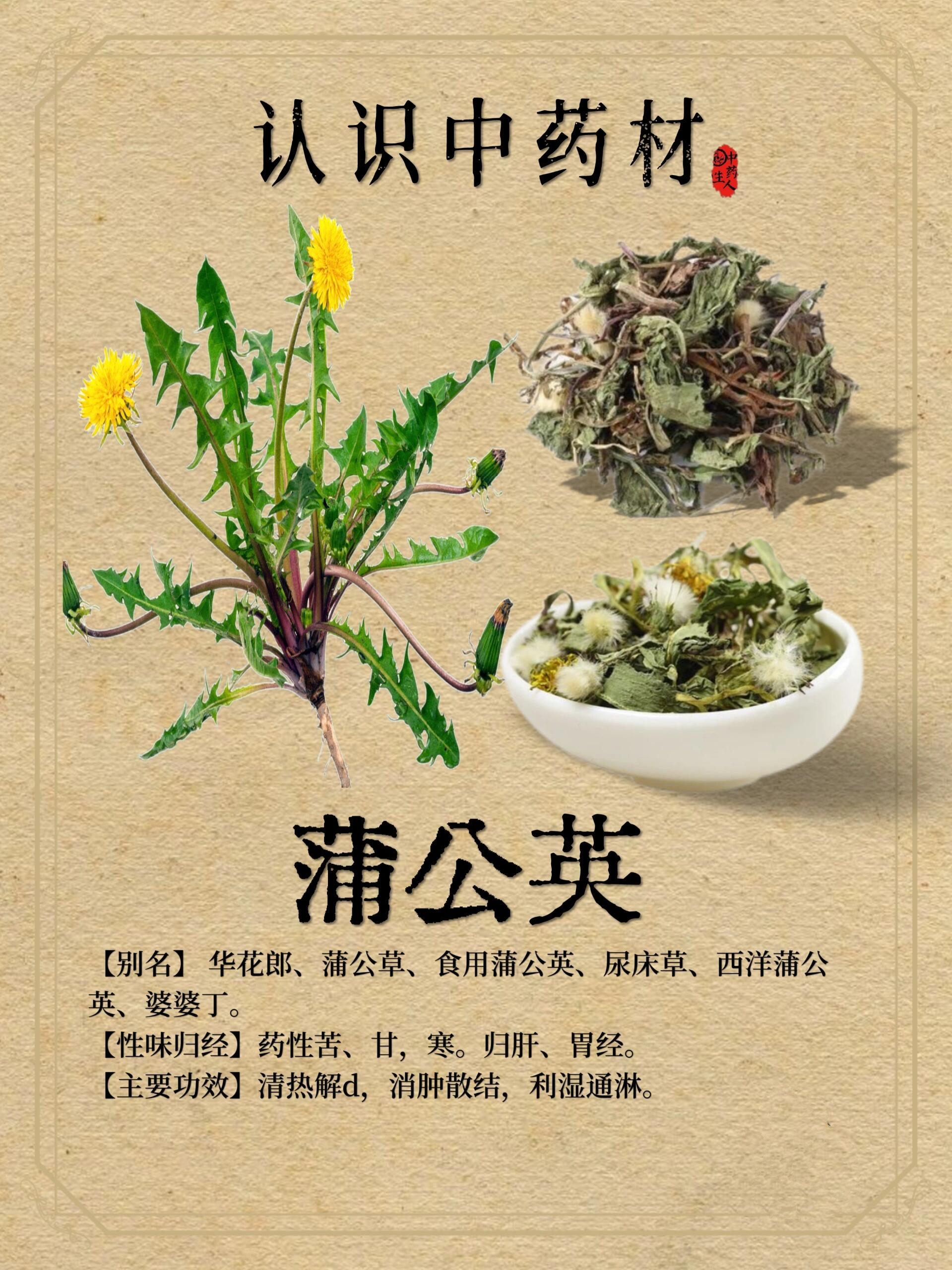 蒲公英的用处中药图片