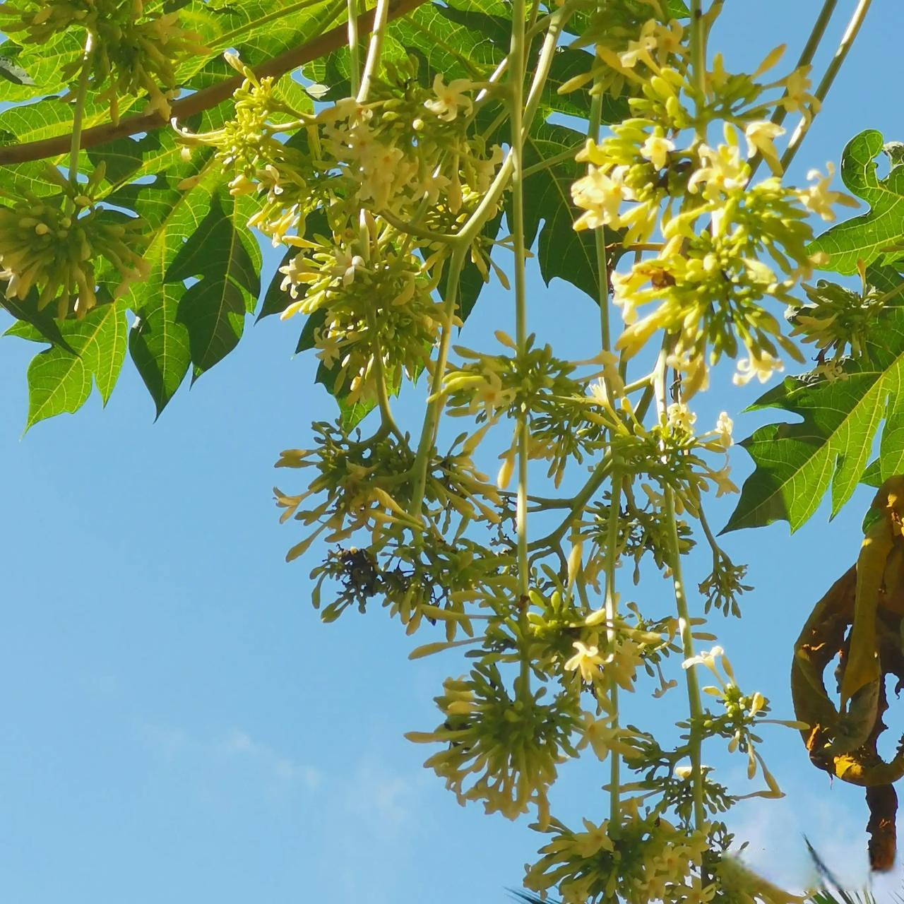 为啥自然界连公的树开的花都比母的好看