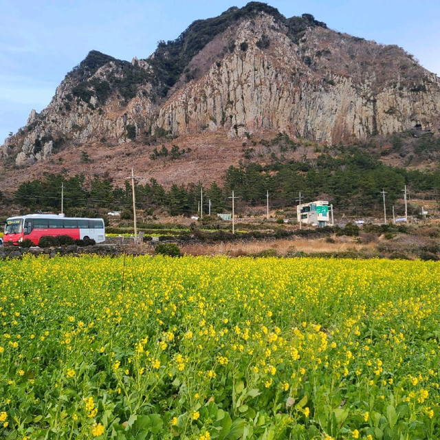 济州岛油菜花名胜山房山