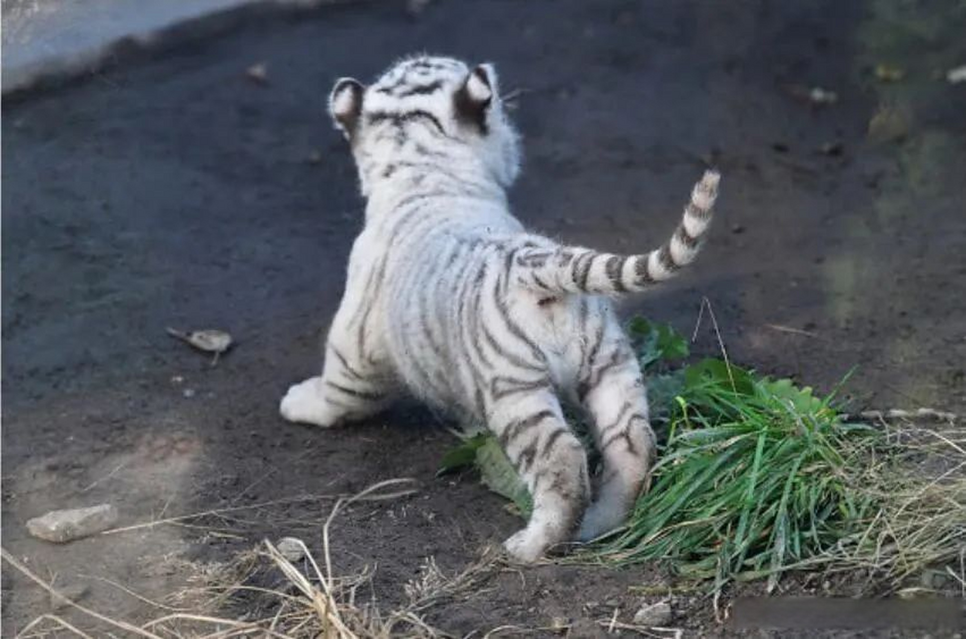 一些可爱的小脑斧,给大家减压