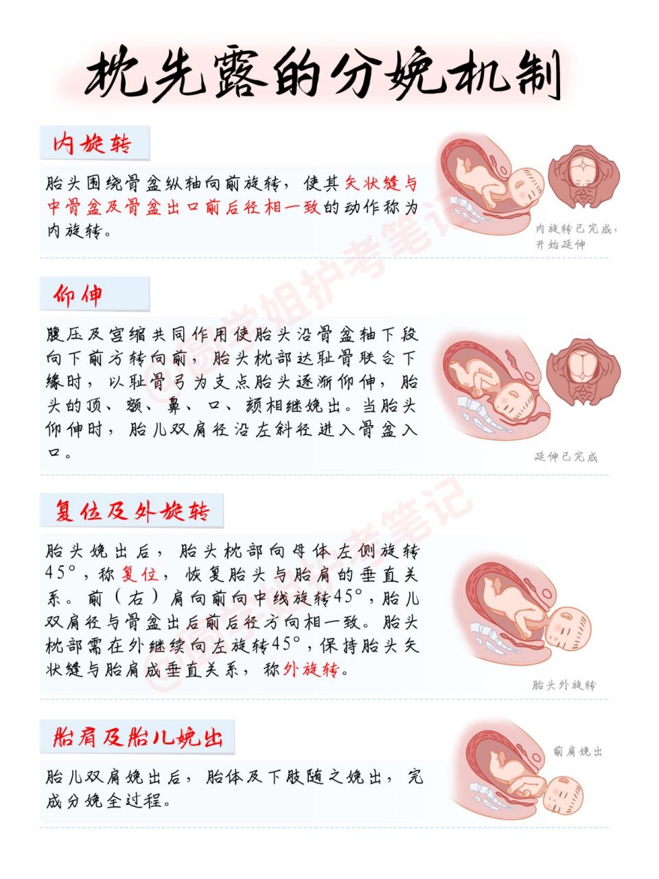 护考笔记 | 枕先露的分娩机制|妇科0290 97《妇科护理学》之
