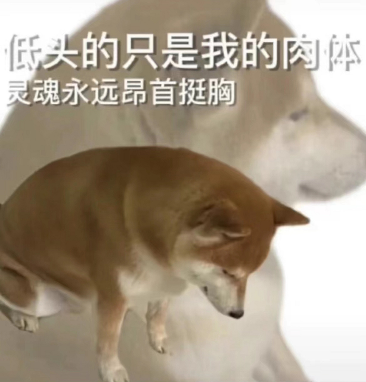 分享一波发疯表情包 最近对这些精神堪忧的表情包比较着迷,分享给各位