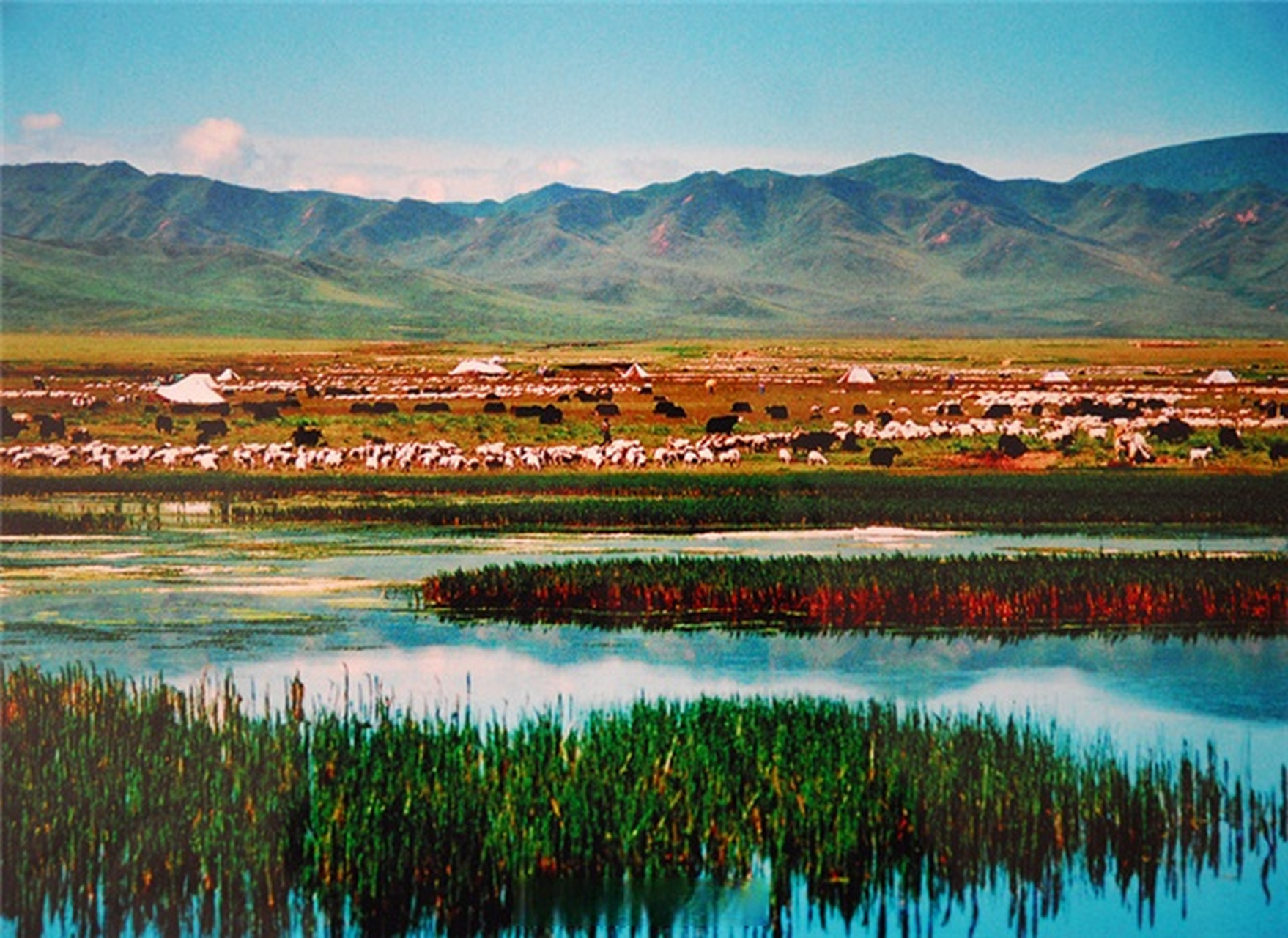 我拍甘肃地标# 夏河桑科草原属于草甸草原,平均海拔在3000米以上