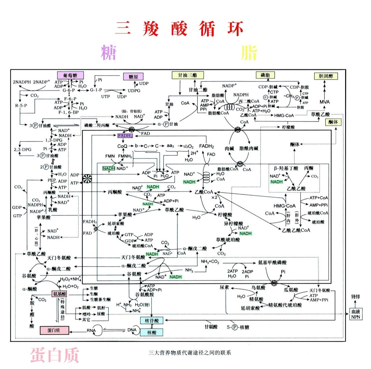 三羧酸循环途径图解图片