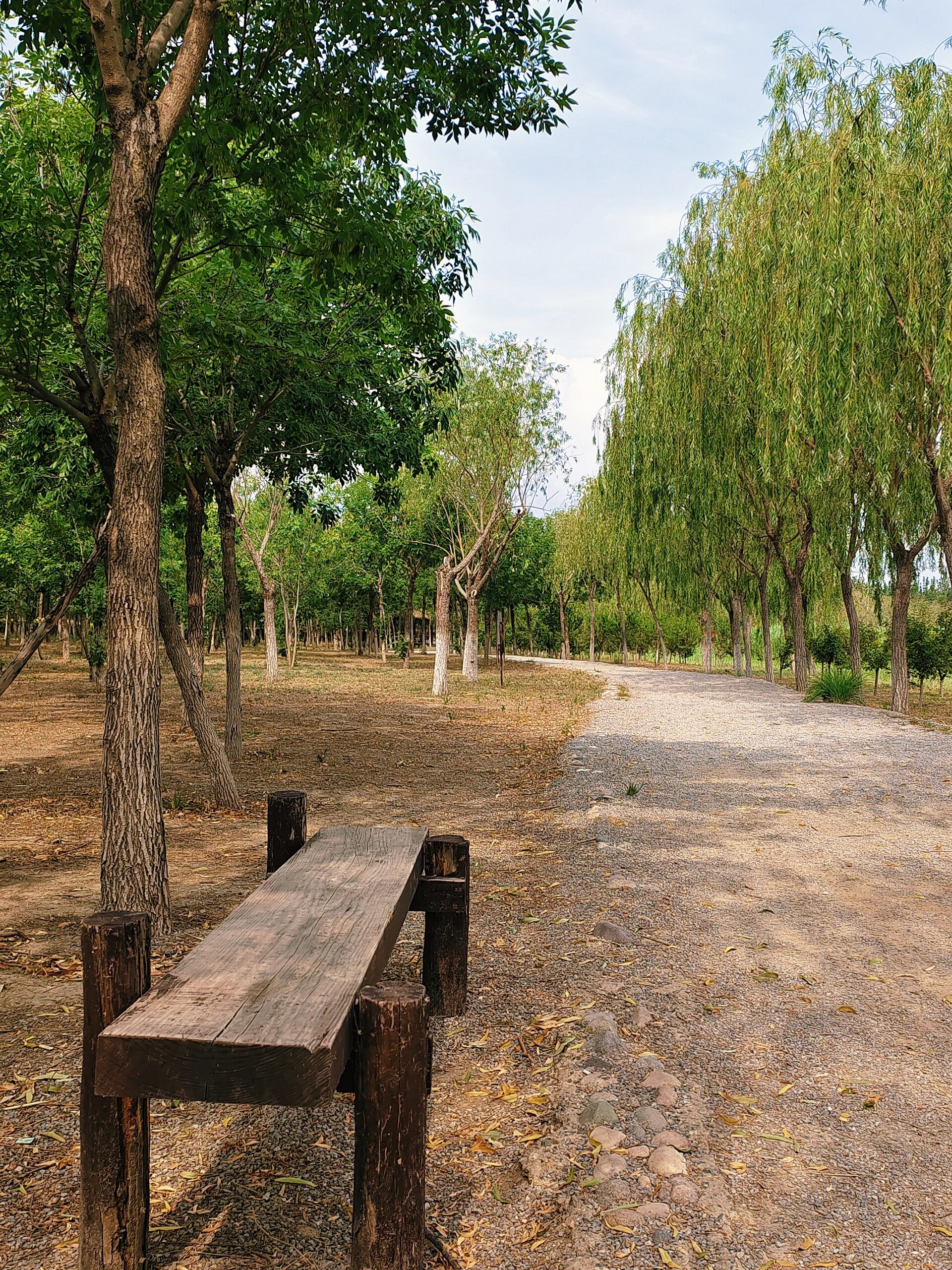 天津拍照打卡地|西青郊野公园