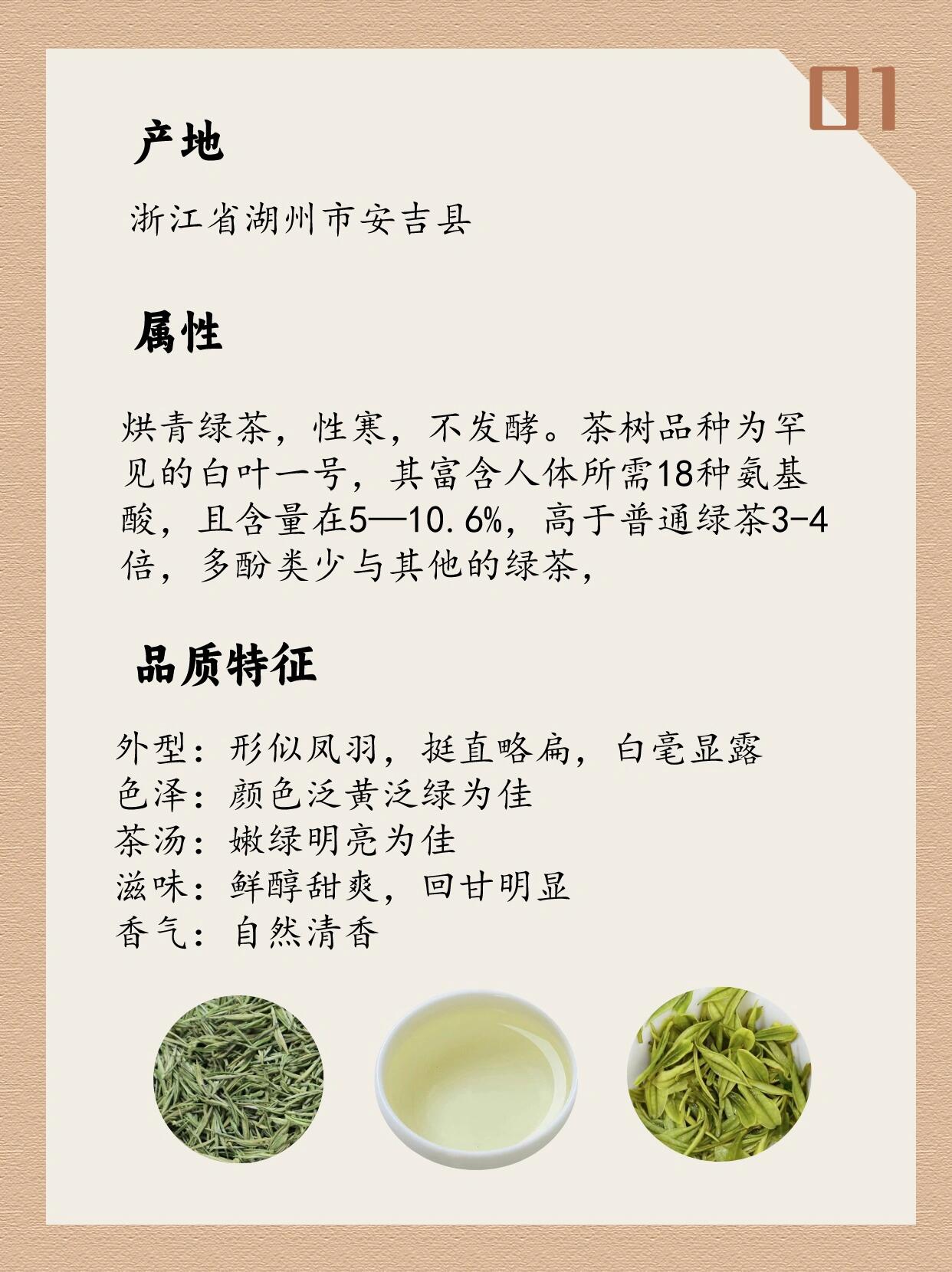 97安吉白茶|中国十大名茶|每天认识一款茶