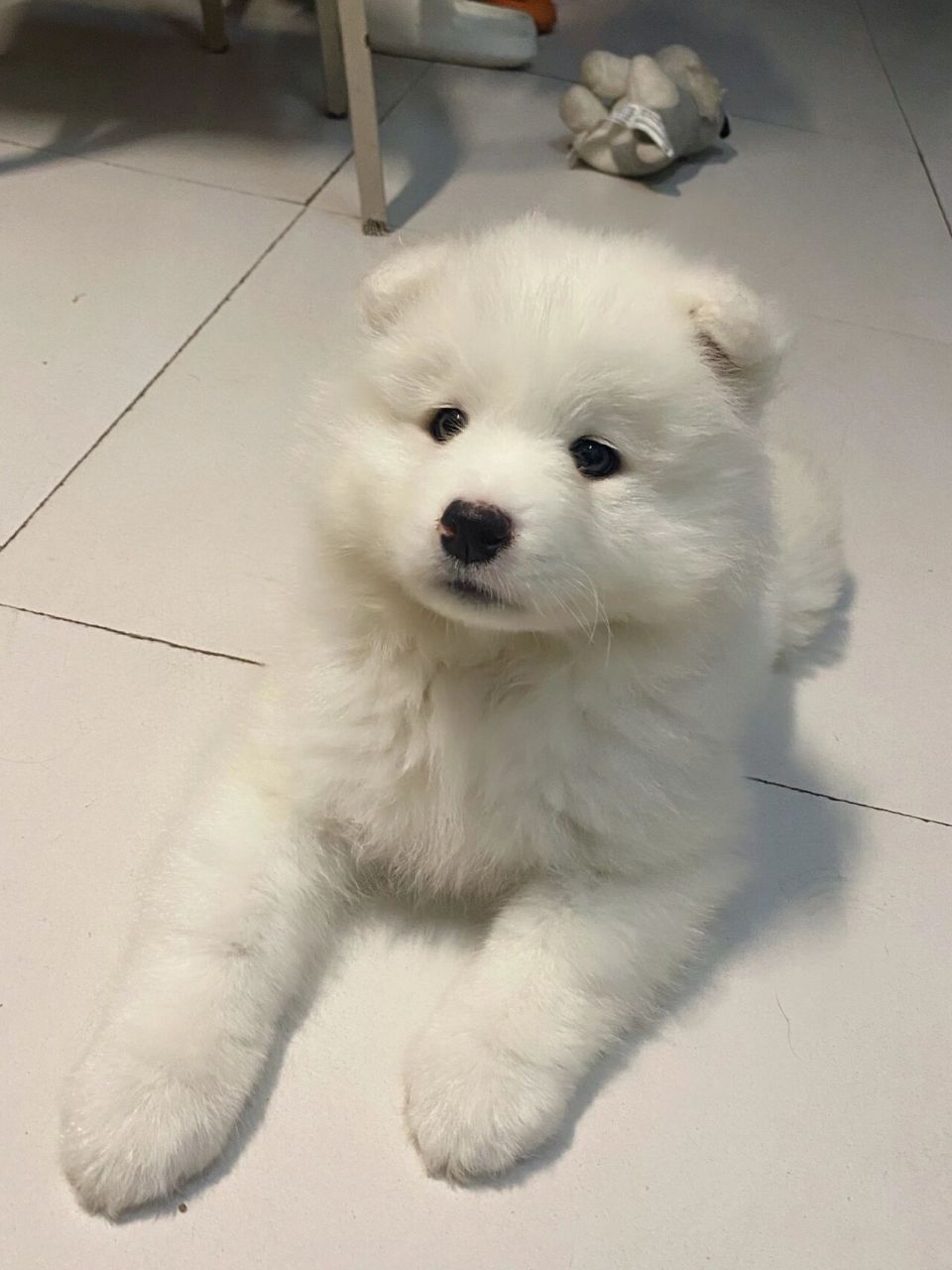 萨摩耶幼犬一天吃多少合适 萨摩是不是吃不饱呀,每次干饭都跟饿死鬼一