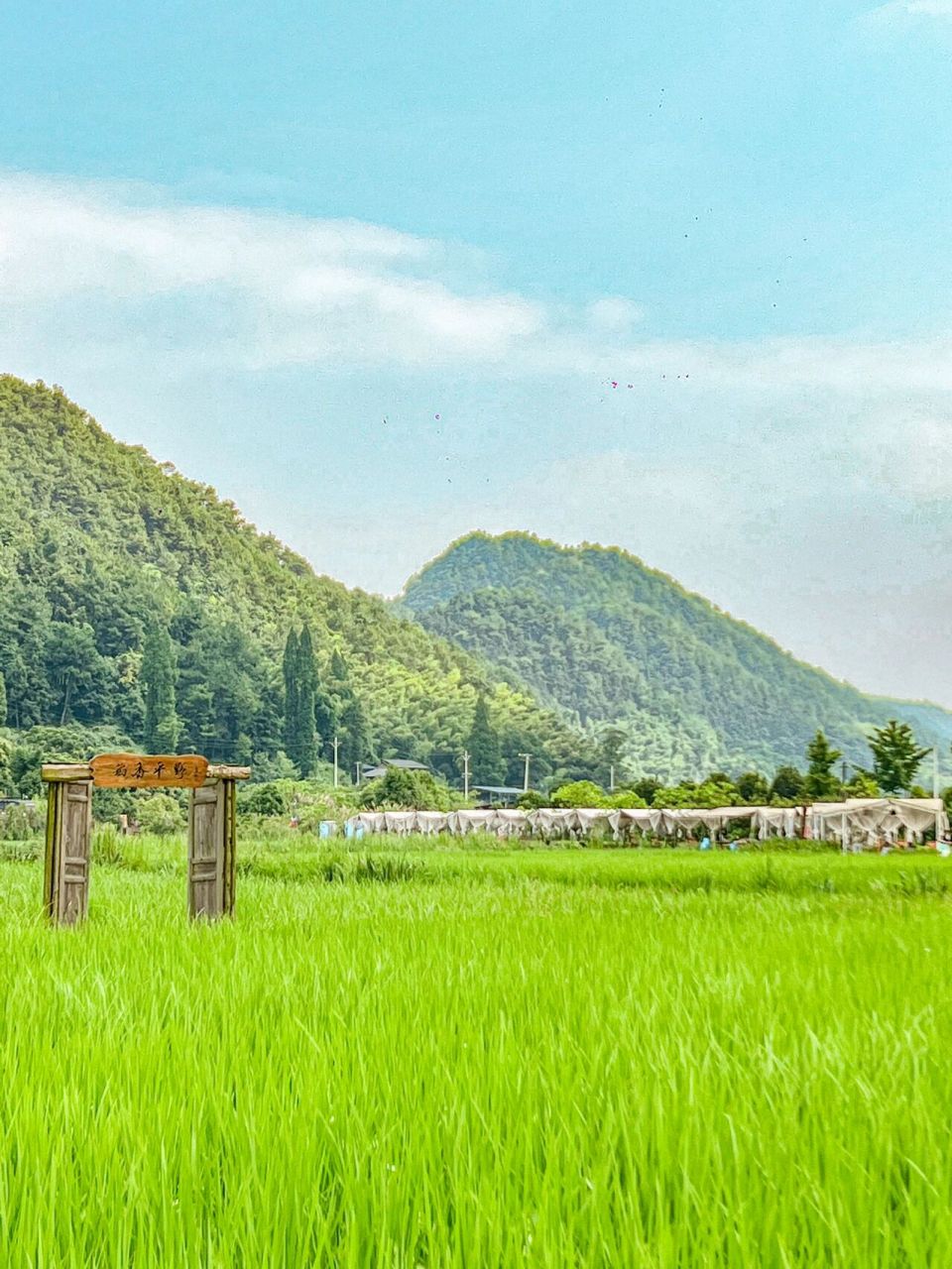 卡妹来打卡虎头山·稻野农场 · 我发现了好大一片稻田呀,这里还有