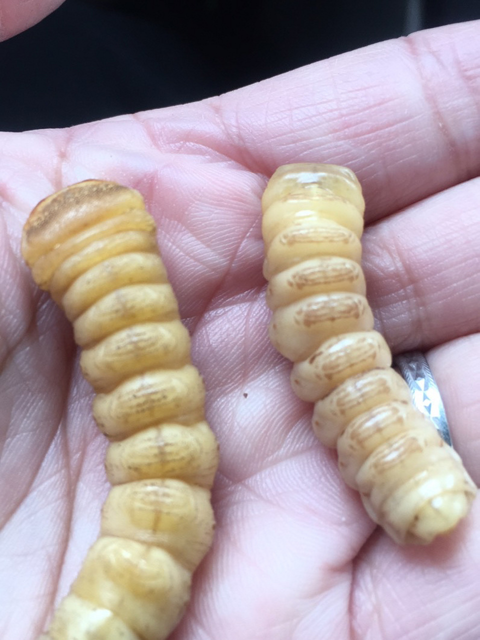 云实树蛀虫 云实树蛀虫,也叫斗米虫,稻谷虫,倒督皇郎虫