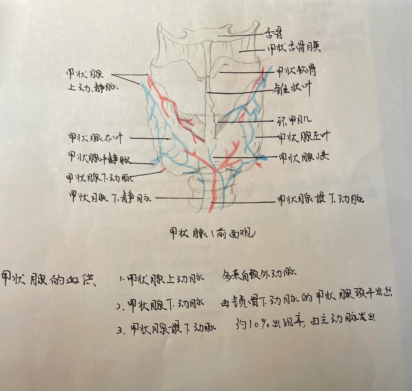 甲状腺血供解剖图图片