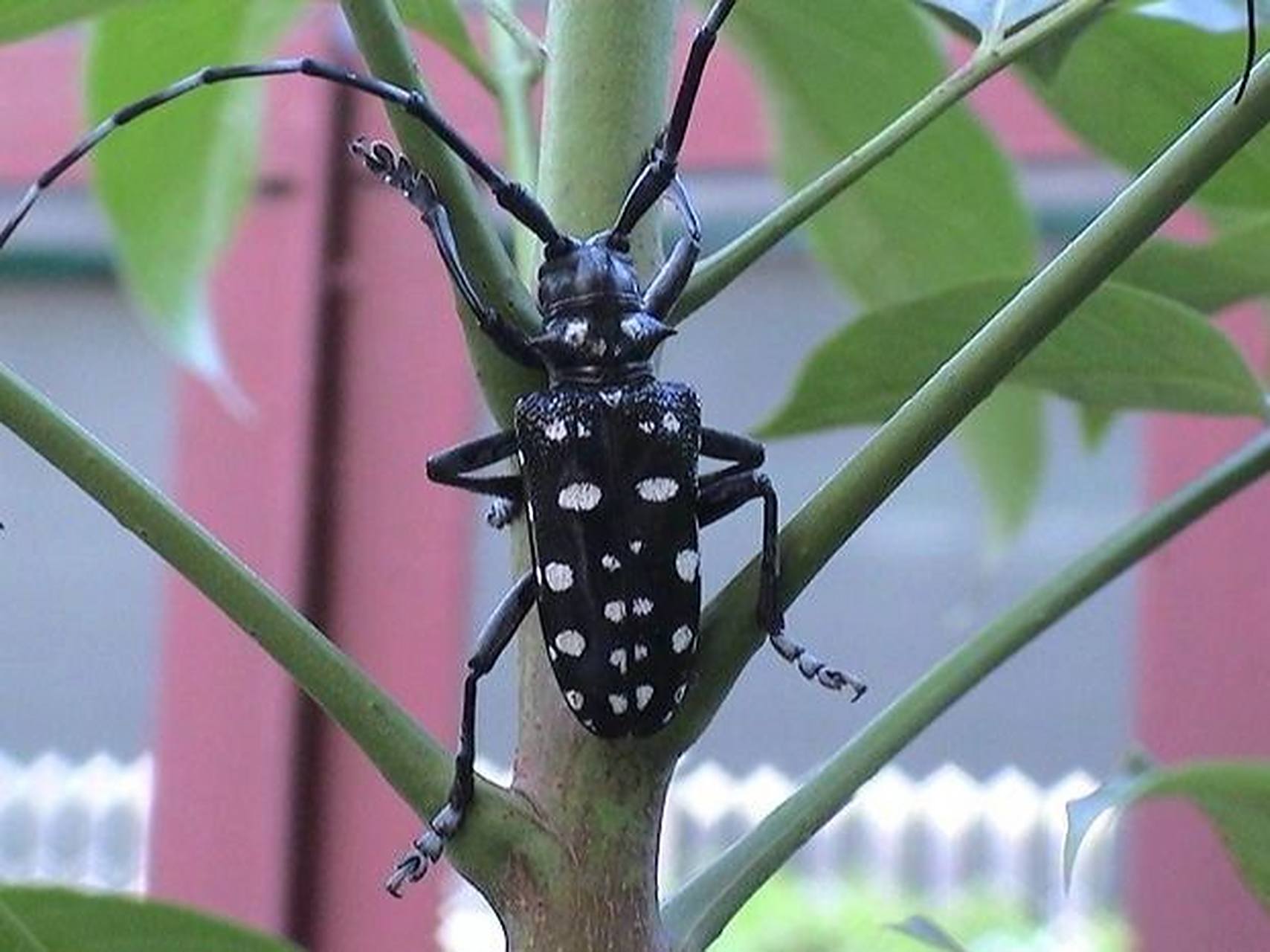 天牛 天牛是多食亚目天牛科昆虫的总称,咀嚼式口器,有很长的触角,常常
