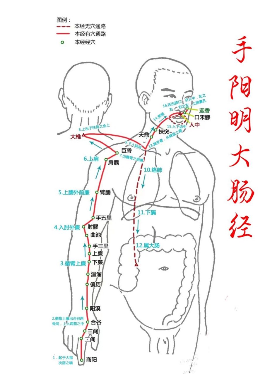 肩部经络走向图图片