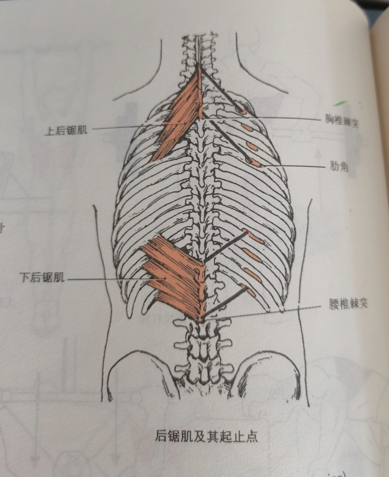 每天学习一个肌肉