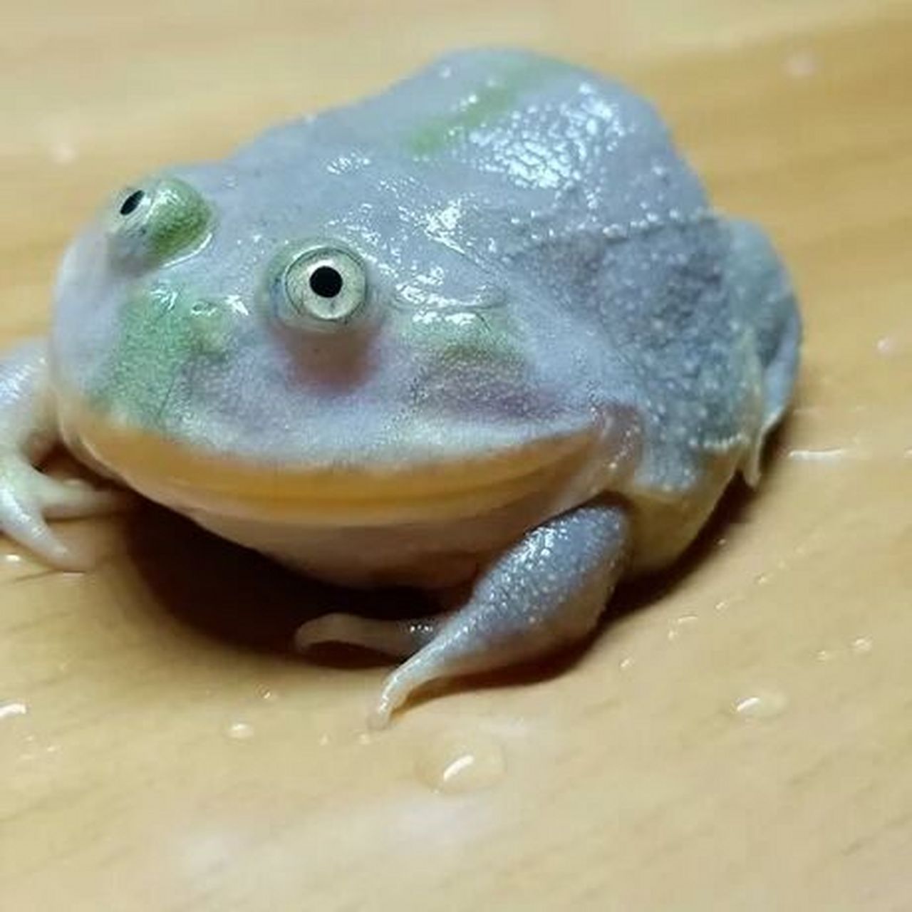 聊聊冷门宠物蛙:丑萌丑萌的阿根廷小丑蛙 这是第二期了,自从更了角蛙