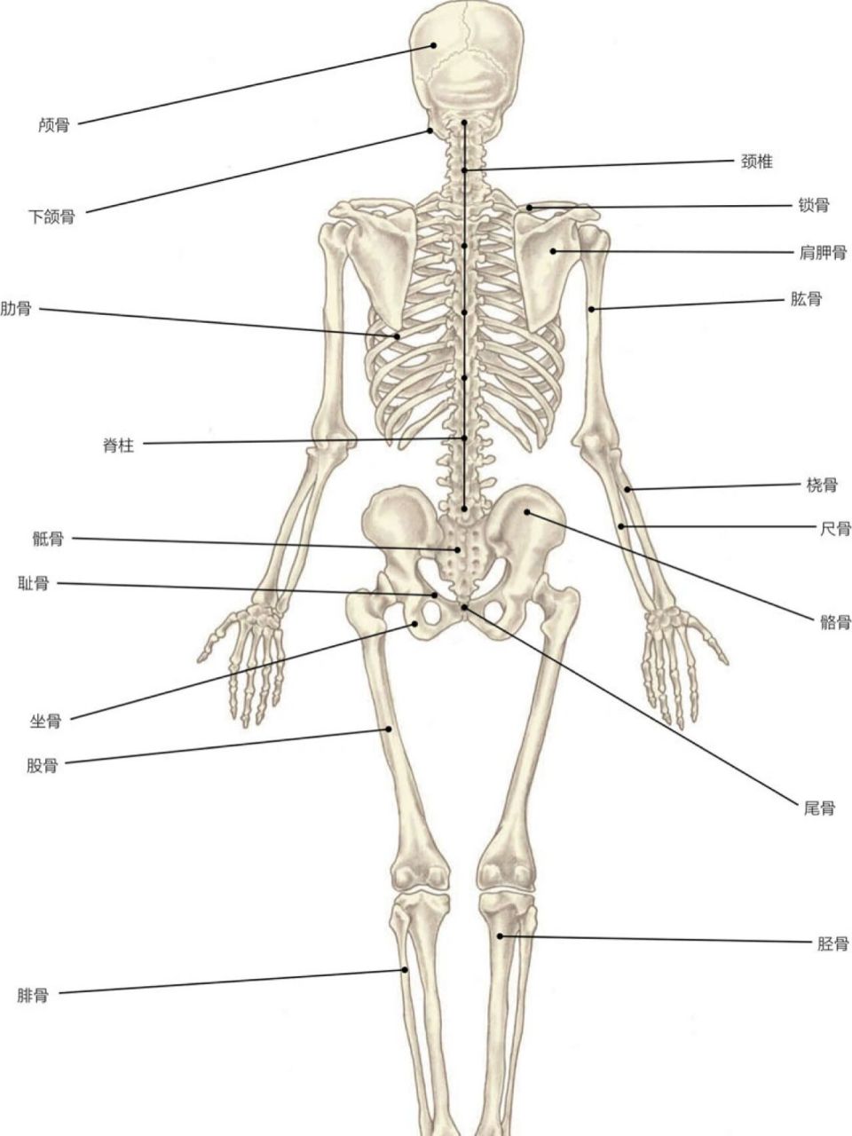 人体骨骼背面高清图图片
