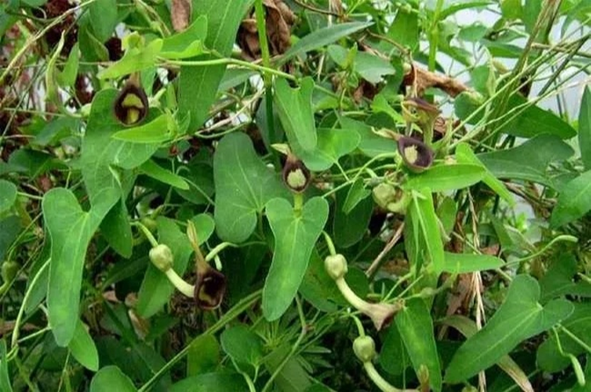 每日一药(行气药～青木香) 性味归经 辛,苦,寒,小毒.归肺,胃经.