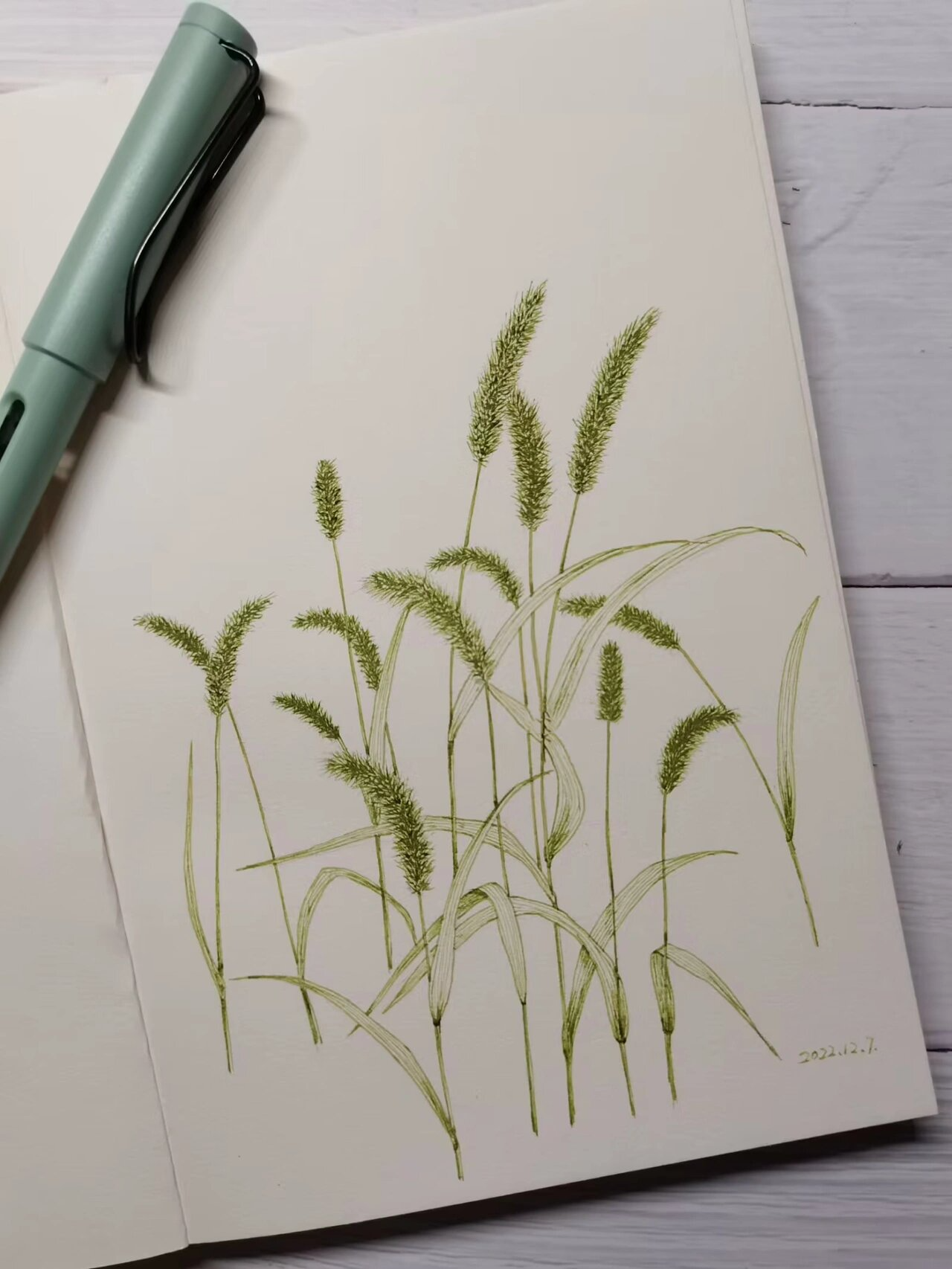 钢笔画练习:狗尾巴草