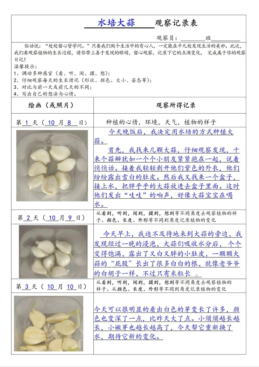 四年级第三单元习作《观察日记-水培大蒜》 四年级上册语文第三单元