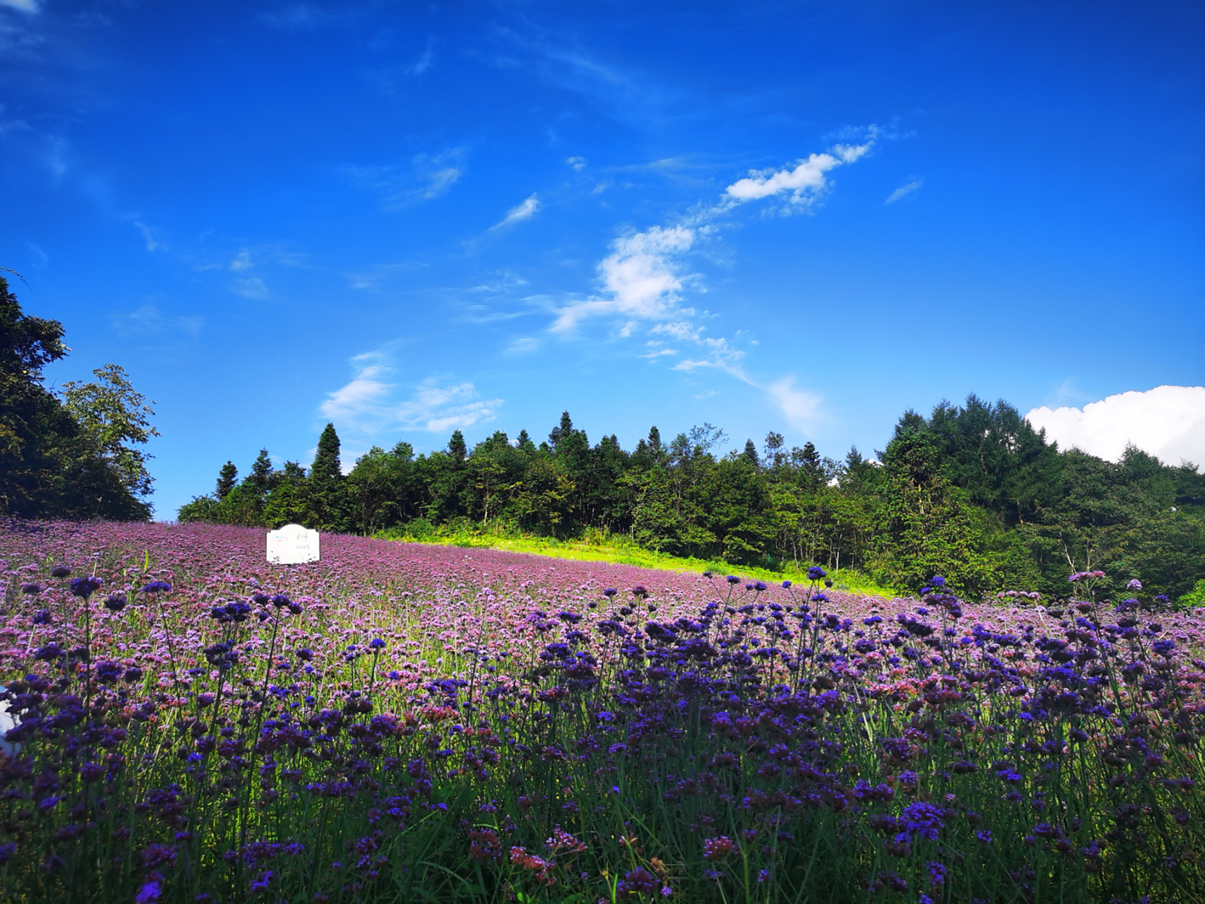 值得打卡地之野三关森林花海 地址:位于湖北省恩施土家族苗族自治州