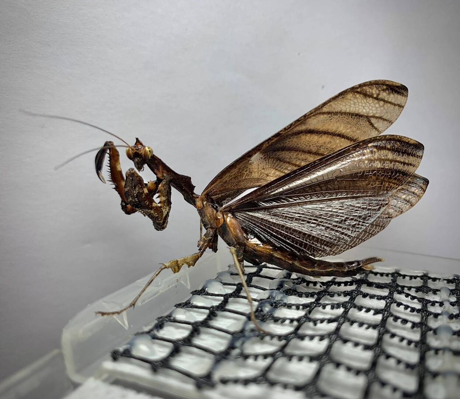 拟睫螳的爱情～ 母虫喂饱就不吃公了,希望多生一点宝宝[害羞]#螳螂