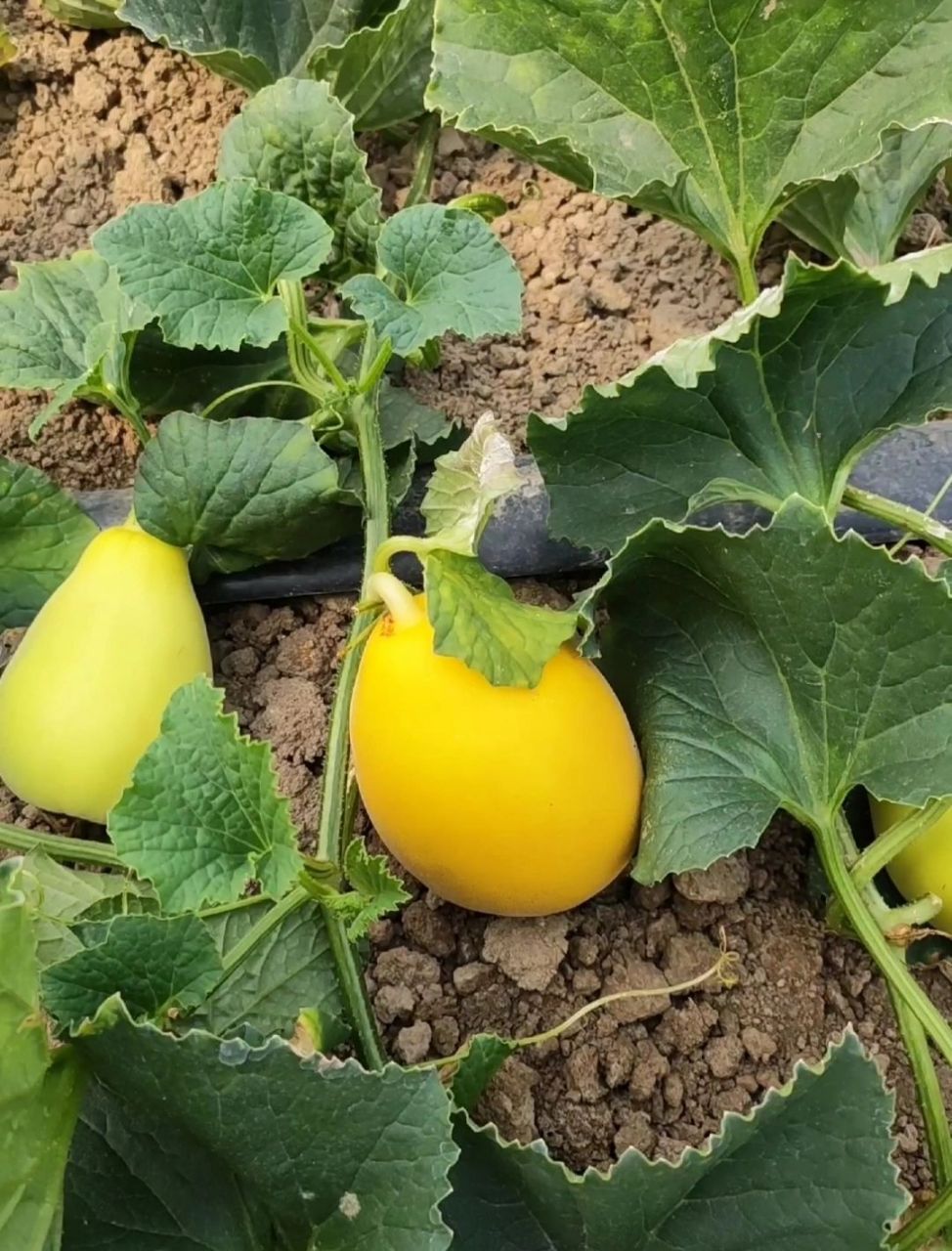 舟山特产·登步黄金瓜 舟山特产(预定) 登步黄金瓜又名佛瓜 早前就有